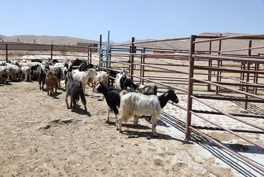 دام سبک مازاد عشایر استان فارس خریداری می شود
