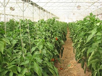 لزوم ثبت اطلاعات گلخانه‌داران در سامانه الکترونیک تجارت آسان برای تخصیص سوخت مایع