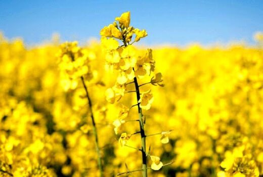 کشت یکپارچه کلزای پاییزه برای اولین بار در شهرستان ورزقان