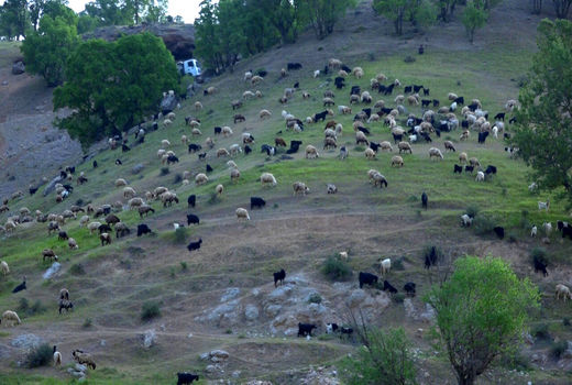 آغاز کوچ بهاره 1800خانوار عشایر استان‌ تهران