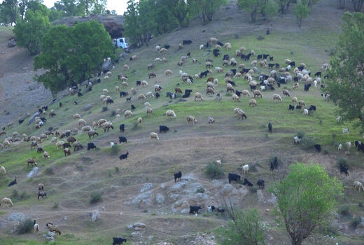 آغاز کوچ بهاره 1800خانوار عشایر استان‌ تهران