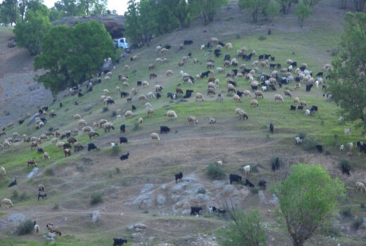آغاز کوچ بهاره 1800خانوار عشایر استان‌ تهران