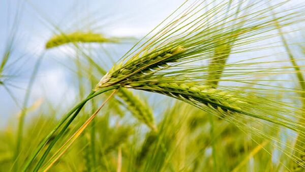 اجرای سایت الگویی جو در خرمشهر