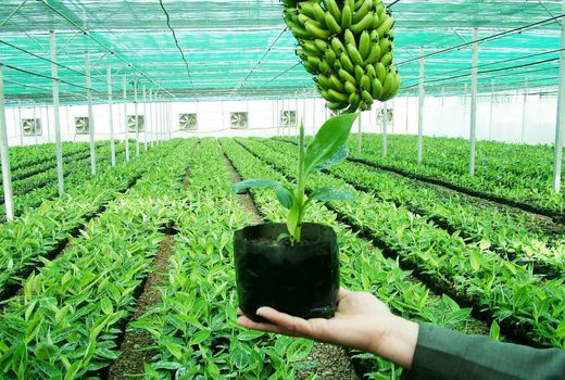 208 پروژه بخش کشاورزی درسیستان وبلوچستان به بهره برداری رسید