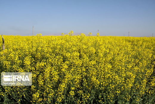 کشت کلزا در مزارع کردستان آغاز شد