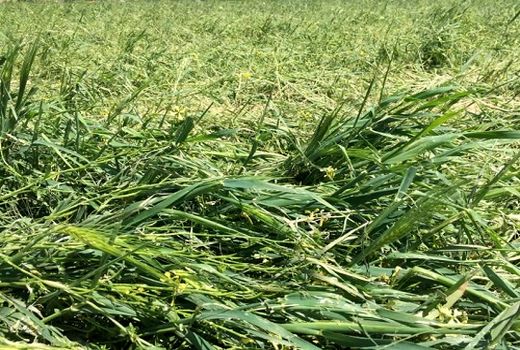 بارش های بهاری به بخش کشاورزی لارستان خسارت وارد کرد 