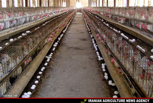 گرما به جان مرغ‌ها افتاد