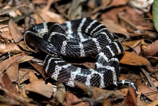 پادزهرهای موسسه رازی علیه 