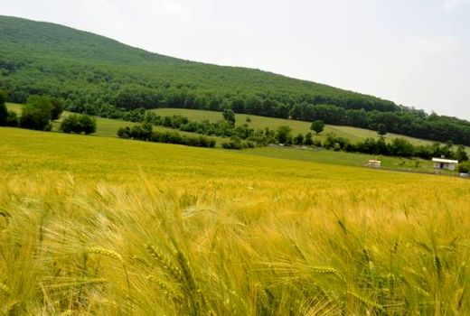 ضدعفونی 15 هزار تن بذر گندم و جو در مازندران/کشت 85 هزار هکتاری