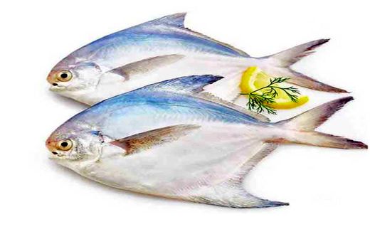 صید ماهی حلوا سفید در خوزستان آزاد شد