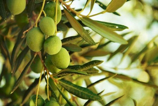 تولید ٢ هزار و ٥٩١ تن زیتون در استان خوزستان