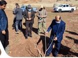 کشت ۴۷۶ هکتار باغات دیم در اراضی شیبدار و کم بازده در سال جاری