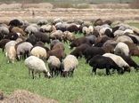 فعالیت ۵۸۰۰ واحد پرواربندی دام سبک و سنگین در تهران