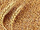 افزایش 2 میلیون تنی تولید گندم
