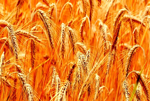 جلسه بازنگری قیمت خرید تضمینی گندم در وزارت جهاد کشاورزی برگزار می‌شود