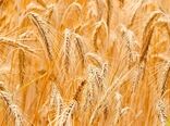 جلسه بازنگری قیمت خرید تضمینی گندم در وزارت جهاد کشاورزی برگزار می‌شود