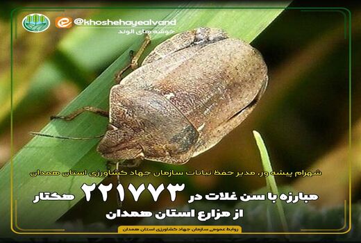 مبارزه با سن غلات در221 هزار و773 هکتار از مزارع استان همدان