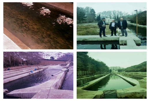  بازدید از پرورش ماهی در سعید اباد  با تولید 1.5 میلیون تخم چشم زده در سال 