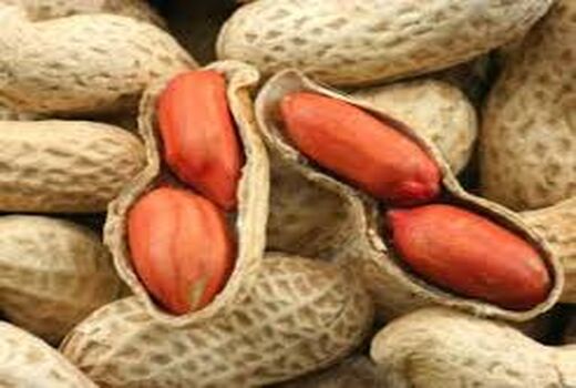  کشت 900 هکتار بادام زمینی در بیله سوار