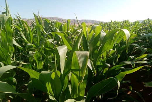 کشت بیش از 150 هکتار ذرت علوفه‌ای در اراضی شهرستان جلفا