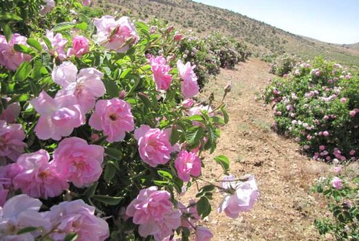 توسعۀ کشت گیاهان داروئی از جمله راهکارهای مقابله با کم آبی در استان زنجان