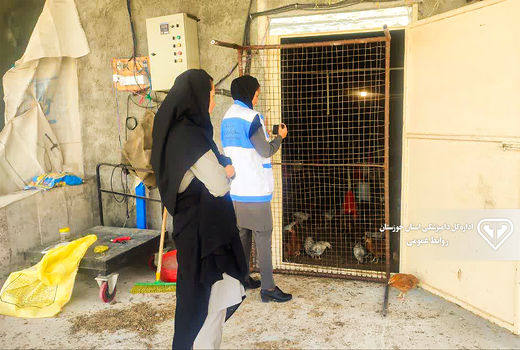 معرفی دو واحد غیر مجاز پرورش مرغ بومی در باغملک