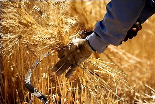 خرید بیش از ۱۷۸ هزار تن گندم از کشاورزان استان قزوین