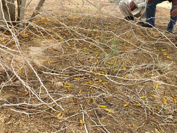 آغاز مبارزه با موج جدید ملخ صحرایی در سیستانوبلوچستان