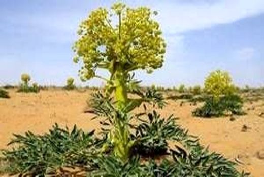 کهگیلویه و بویراحمد سرزمین فرصت‌های سبز؛ تولید یک‌هزار و ۲۰۰ تن گیاهان دارویی