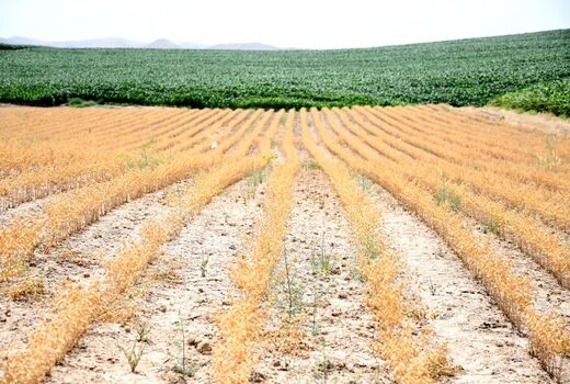 رتبه دوم آذربایجان شرقی در جهش تولید دیمزار‌های کشور