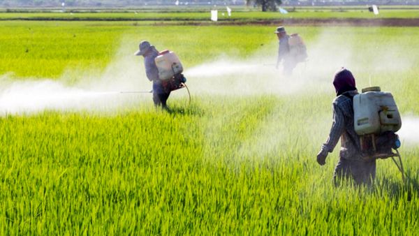 افت زدایی ۵۰ هزار هکتار از مزارع گندم و جو کردستان
