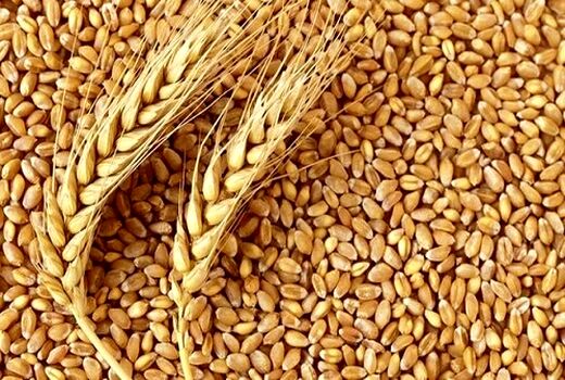 برنامه 3 ساله وزارت جهاد کشاورزی تا خودکفایی در تولید گندم