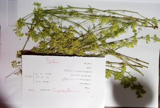 گونه جدید گیاهی به همت بانوی محقق سازمان تات شناسایی و ثبت جهانی شد