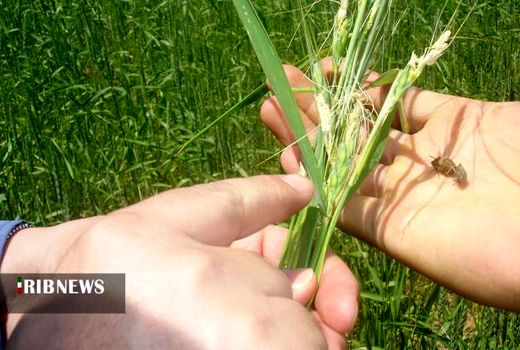 مزارع رها شده تهدیدی برای افزایش جمعیت آفت سن گندم در خراسان شمالی