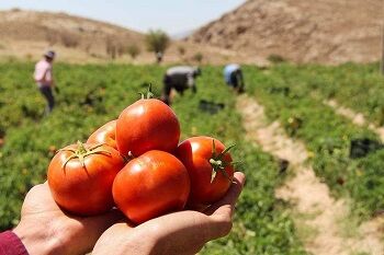 آغاز ساماندهی کاشت گوجه فرنگی بهاره