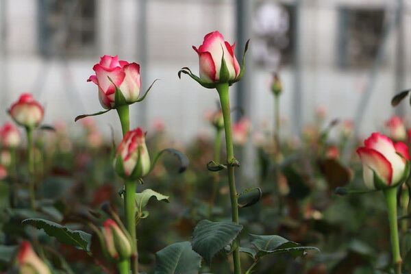 تولید بیش از ۳ هزار تن محصول در گلخانه‌های آبیک؛ تولید ۱۵۰ میلیون گلدان نشاء در یک سال زراعی