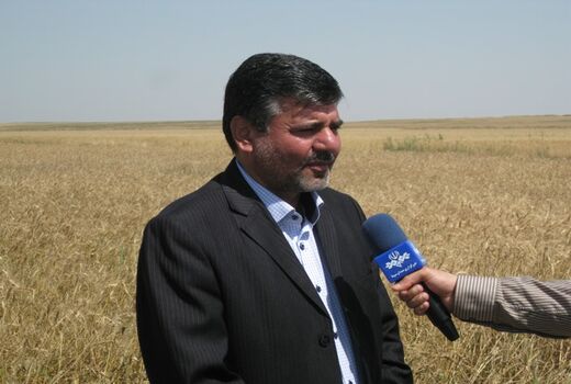 خرید تضمینی ٨٨۵ هزار ۵۰۰ تن گندم و کلزا از کشاورزان گلستانی