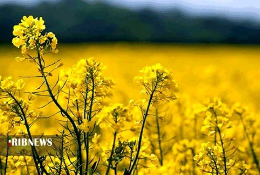 ۱۷۷۶ تن کلزا  از کشاورزان کردستانی خریداری شد