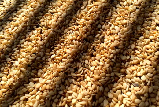 صادرات محصولات کنجدی به کشورهای همجوار و اروپا