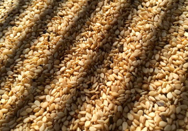 صادرات محصولات کنجدی به کشورهای همجوار و اروپا