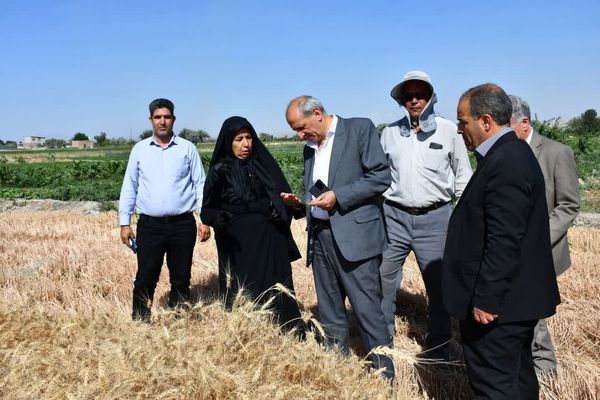 ارتقای بهرهوری گندم با حمایت هدفمند و مکانیزاسیون هوشمند