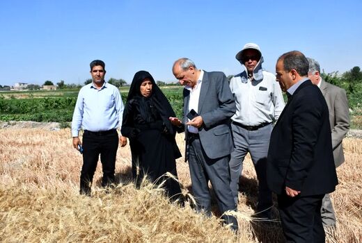 ارتقای بهره‌وری گندم با حمایت هدفمند و مکانیزاسیون هوشمند