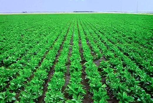 برداشت جو در مزارع آرادان آغاز شد؛ 3110 هکتار از مزارع آرادان زیر کشت جو است