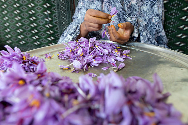 گلباف کرمان قطب تولید زعفران ارگانیک می‌شود