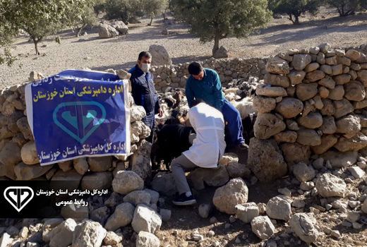 واکسیناسیون 9 هزار راس دام سبک علیه بیماری تب برفکی در اندیکا