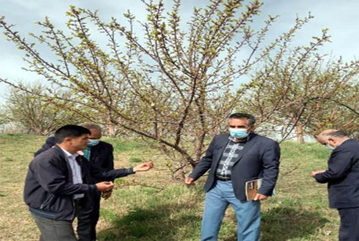 خسارت سرمازدگی در باغات شهرستان اهر