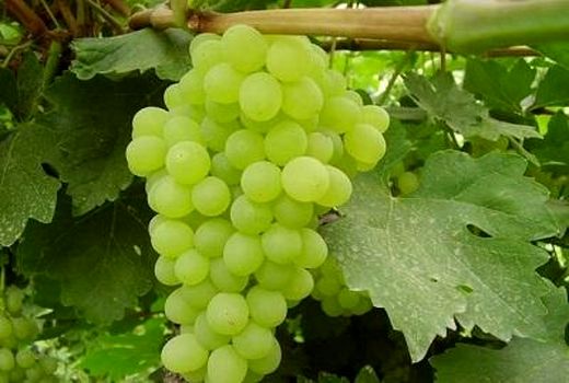 تولید بیش از 7 هزار تن انگور در آباده