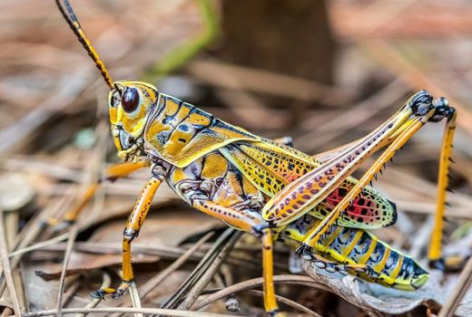 مبارزه با آفت ملخ در 10 هزار هکتار از اراضی زراعی آذربایجان شرقی