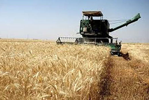 خرید گندم از کشاورزان اصفهان ۲۵ درصد افزایش یافت