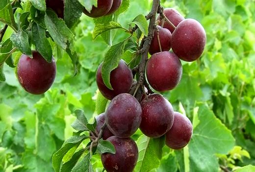 برداشت آلوچه از باغ‌های گیلان آغاز شد 